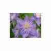 50-90cm Clematis 'Crystal Fountain' - 3L Pot