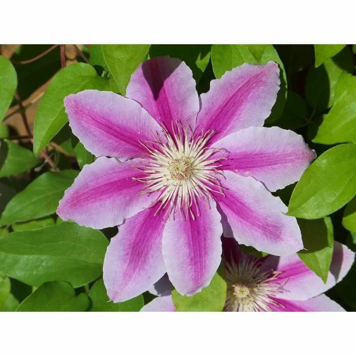 50-90cm Clematis 'Nelly Moser' - 3L Pot 3 50-90cm Clematis 'Nelly Moser' - 3L Pot - Image 3