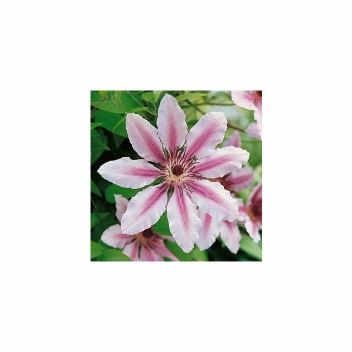 50-90cm Clematis 'Nelly Moser' - 3L Pot 1 50-90cm Clematis 'Nelly Moser' - 3L Pot