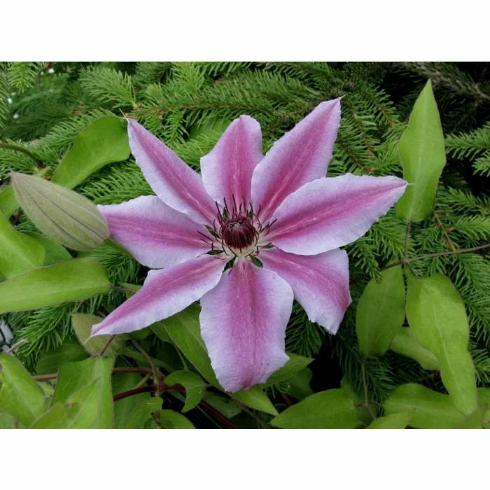 50-90cm Clematis 'Nelly Moser' - 3L Pot 2 50-90cm Clematis 'Nelly Moser' - 3L Pot - Image 2