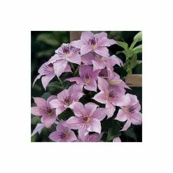 50-90cm Clematis 'Pink Fantasy' - 3L Pot -August Plants Shop PL13666 add image 1 6306