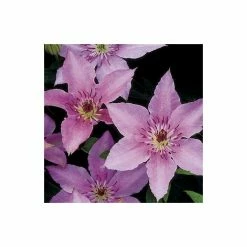 50-90cm Clematis 'Pink Fantasy' - 3L Pot -August Plants Shop PL13666 add image 2 155e
