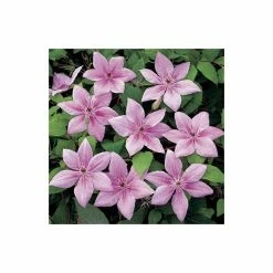 50-90cm Clematis 'Pink Fantasy' - 3L Pot -August Plants Shop PL13666 add image 3 db67