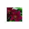 50-90cm Clematis 'Picardy™' by Raymond Evison - 3L Pot