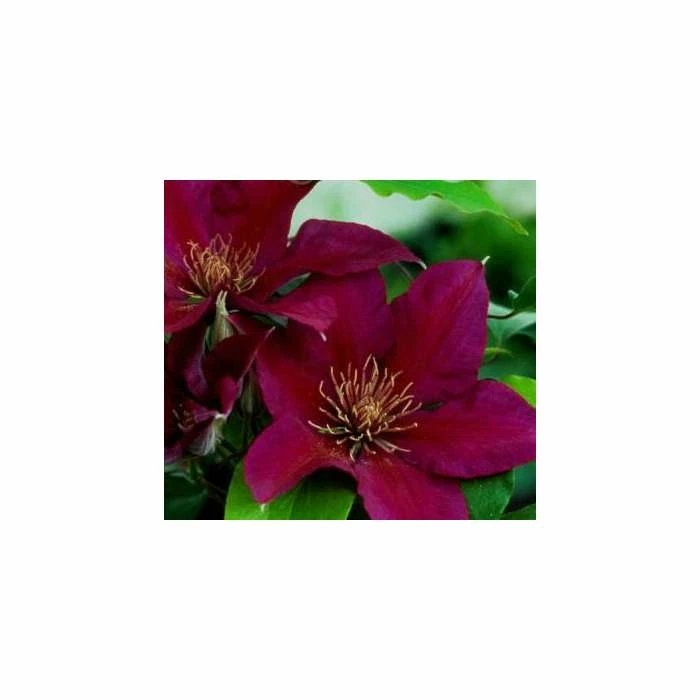 50-90cm Clematis 'Picardy™' by Raymond Evison - 3L Pot 1 50-90cm Clematis 'Picardy™' by Raymond Evison - 3L Pot