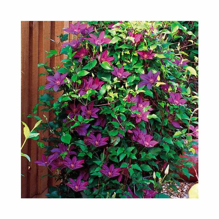 50-90cm Clematis 'Picardy™' by Raymond Evison - 3L Pot 2 50-90cm Clematis 'Picardy™' by Raymond Evison - 3L Pot - Image 2