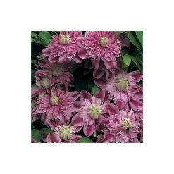 50-90cm Clematis 'Josephine' (Evijohill) - 3L Pot -August Plants Shop PL13669 add image 2 bd9a