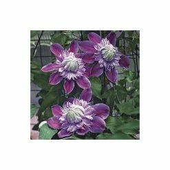 50-90cm Clematis 'Josephine' (Evijohill) - 3L Pot -August Plants Shop PL13669 add image 3 06ef