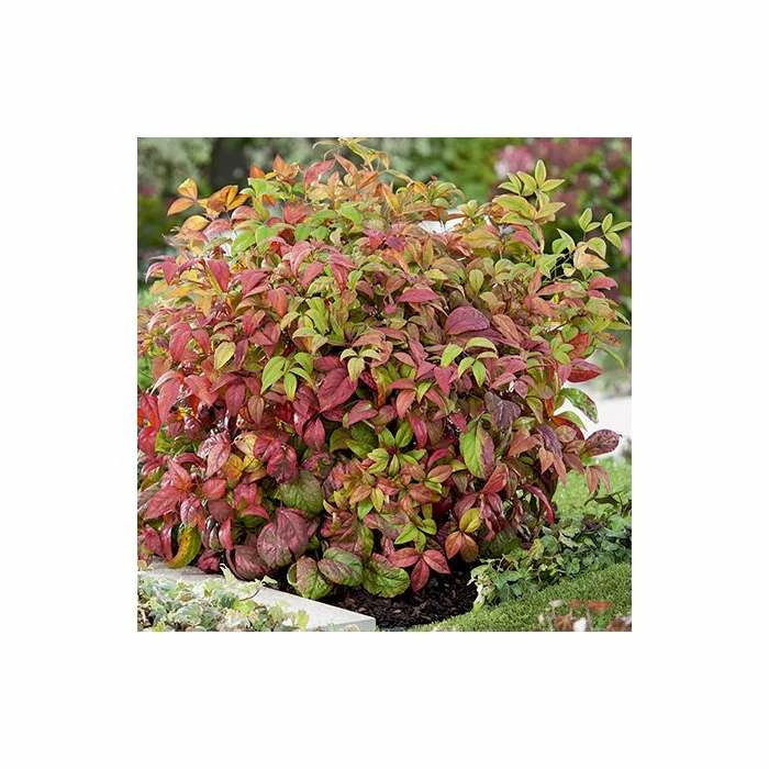 2ft Nandina 'Fire Power' | 10L Pot |Heavenly Bamboo 3 2ft Nandina 'Fire Power' | 10L Pot |Heavenly Bamboo - Image 3