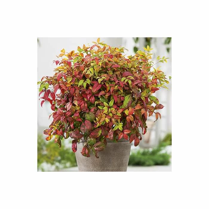 2ft Nandina 'Fire Power' | 10L Pot |Heavenly Bamboo 1 2ft Nandina 'Fire Power' | 10L Pot |Heavenly Bamboo