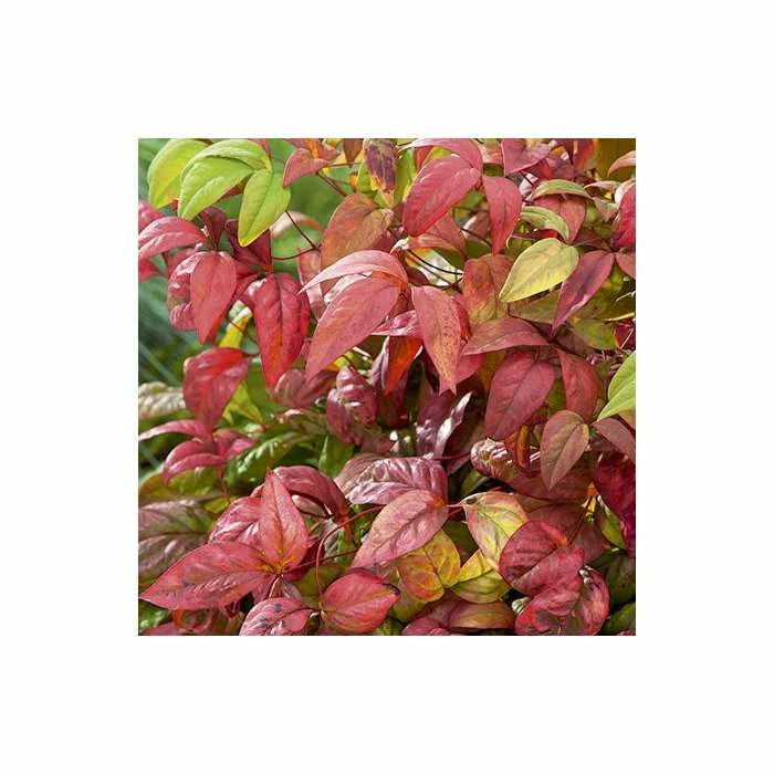 2ft Nandina 'Fire Power' | 10L Pot |Heavenly Bamboo 2 2ft Nandina 'Fire Power' | 10L Pot |Heavenly Bamboo - Image 2