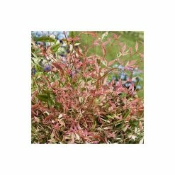 2ft Nandina 'Twilight' | 10L Pot |Heavenly Bamboo -August Plants Shop PL300810L add image 1 7700