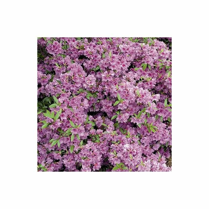 1ft Evergeen Azalea 'Herbert' |3L Pot | Azelea japonica 2 1ft Evergeen Azalea 'Herbert' |3L Pot | Azelea japonica - Image 2