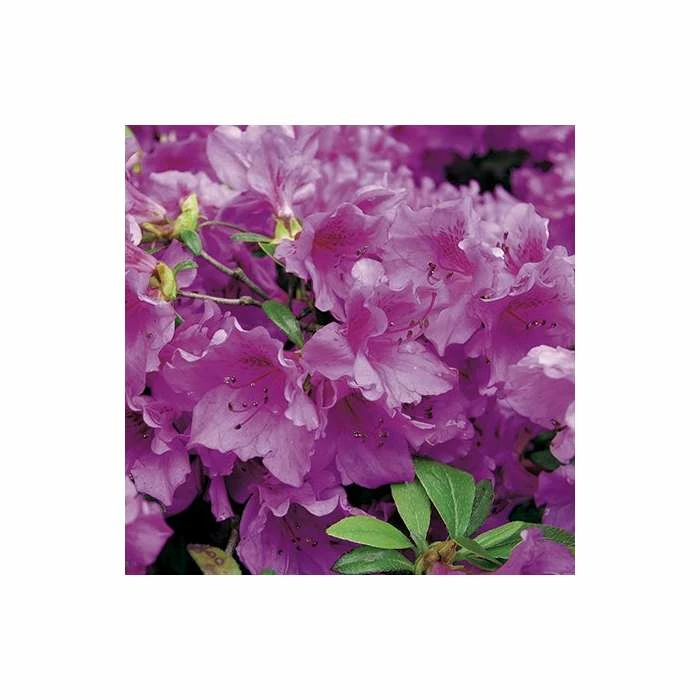 1ft Evergeen Azalea 'Herbert' |3L Pot | Azelea japonica 1 1ft Evergeen Azalea 'Herbert' |3L Pot | Azelea japonica