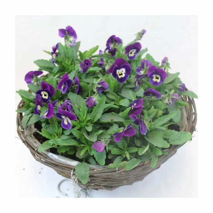 Viola 'Deep Marina Petite' | 30cm Rattan Hanging Basket 2 Viola 'Deep Marina Petite' | 30cm Rattan Hanging Basket - Image 2