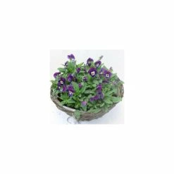 Viola 'Deep Marina Petite' | 30cm Rattan Hanging Basket 5 Viola 'Deep Marina Petite' | 30cm Rattan Hanging Basket -August Plants Shop PL50121 add image 2 c0b7
