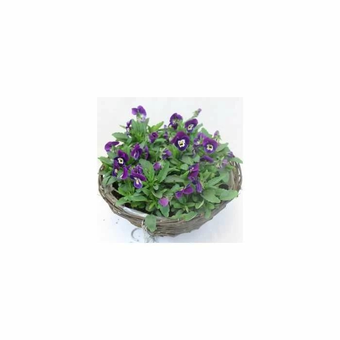 Viola 'Deep Marina Petite' | 30cm Rattan Hanging Basket 3 Viola 'Deep Marina Petite' | 30cm Rattan Hanging Basket - Image 3