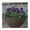 Viola 'Deep Marina Petite' | 30cm Rattan Hanging Basket