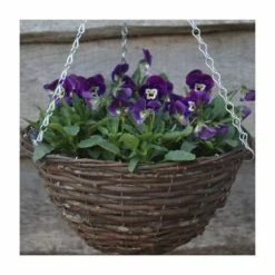 Viola 'Deep Marina Petite' | 30cm Rattan Hanging Basket