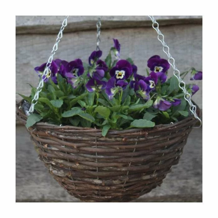 Viola 'Deep Marina Petite' | 30cm Rattan Hanging Basket 1 Viola 'Deep Marina Petite' | 30cm Rattan Hanging Basket