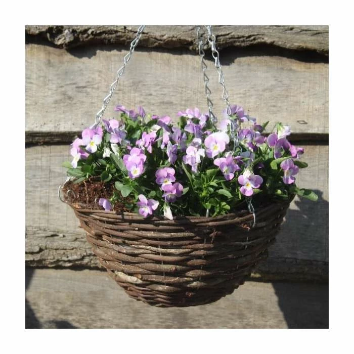 Viola 'Lavender Petite' | 30cm Rattan Hanging Basket 1 Viola 'Lavender Petite' | 30cm Rattan Hanging Basket