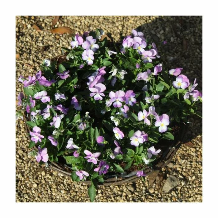 Viola 'Lavender Petite' | 30cm Rattan Hanging Basket 2 Viola 'Lavender Petite' | 30cm Rattan Hanging Basket - Image 2