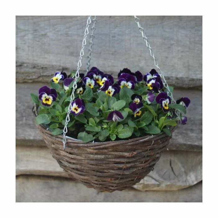Viola 'Jolly Face Petite' | 30cm Rattan Hanging Basket 1 Viola 'Jolly Face Petite' | 30cm Rattan Hanging Basket