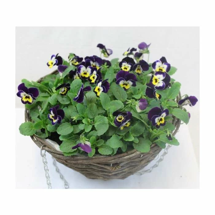 Viola 'Jolly Face Petite' | 30cm Rattan Hanging Basket 2 Viola 'Jolly Face Petite' | 30cm Rattan Hanging Basket - Image 2