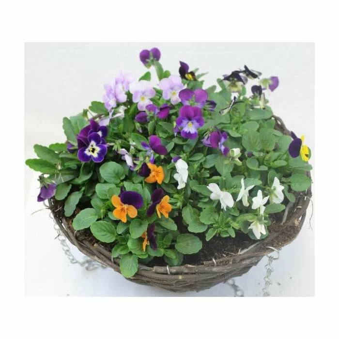 Viola 'Petite Mixed' | 30cm Rattan Hanging Basket 2 Viola 'Petite Mixed' | 30cm Rattan Hanging Basket - Image 2