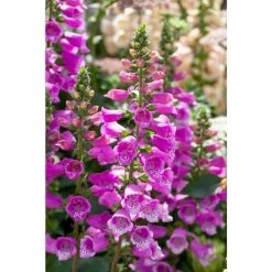 Digitalis Purpurea 'Dalmatian Purple' | Foxglove