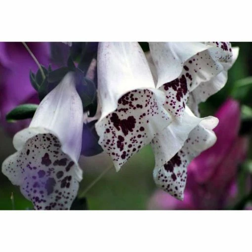 Digitalis Purpurea 'Dalmatian White' | Foxglove -August Plants Shop PL503908 a6e6