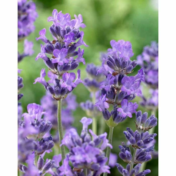 Lavender 'Munstead' | English Lavender 1 Lavender 'Munstead' | English Lavender