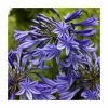 Agapanthus 'Midnight Dream' | 2L Pot