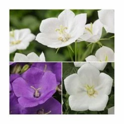 Campanula carpatica 'Perla White' & 'Blue' | 10.5cm Pots