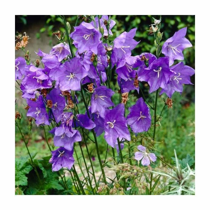 Campanula persicifolia 'Blue' | 10.5cm Pot 1 Campanula persicifolia 'Blue' | 10.5cm Pot