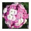 Dianthus barbatus 'Dash F1 Magician' | 10.5cm Pot