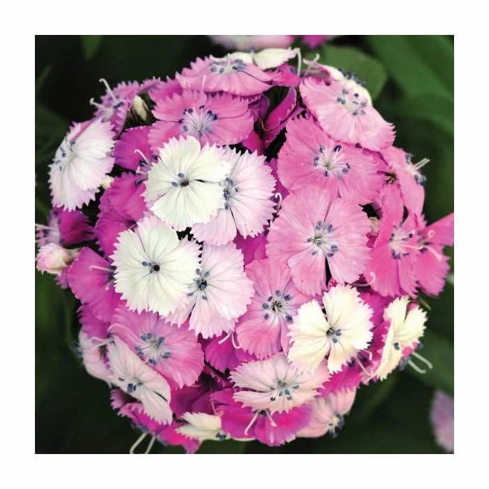 Dianthus barbatus 'Dash F1 Magician' | 10.5cm Pot 1 Dianthus barbatus 'Dash F1 Magician' | 10.5cm Pot