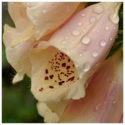 Digitalis purpurea 'Dalmation Peach' | Foxglove 5 Digitalis purpurea 'Dalmation Peach' | Foxglove -August Plants Shop PL50785 add image 2 3571