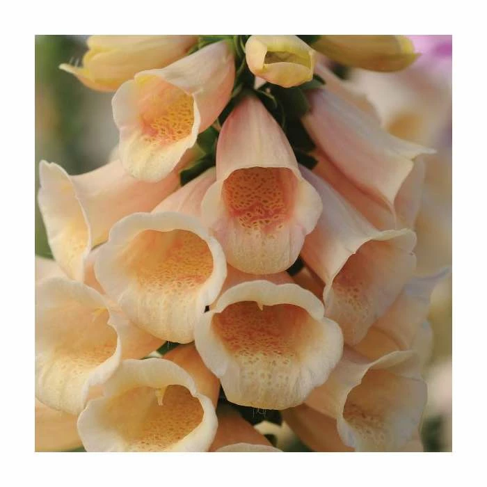 Digitalis purpurea 'Dalmation Peach' | Foxglove 1 Digitalis purpurea 'Dalmation Peach' | Foxglove