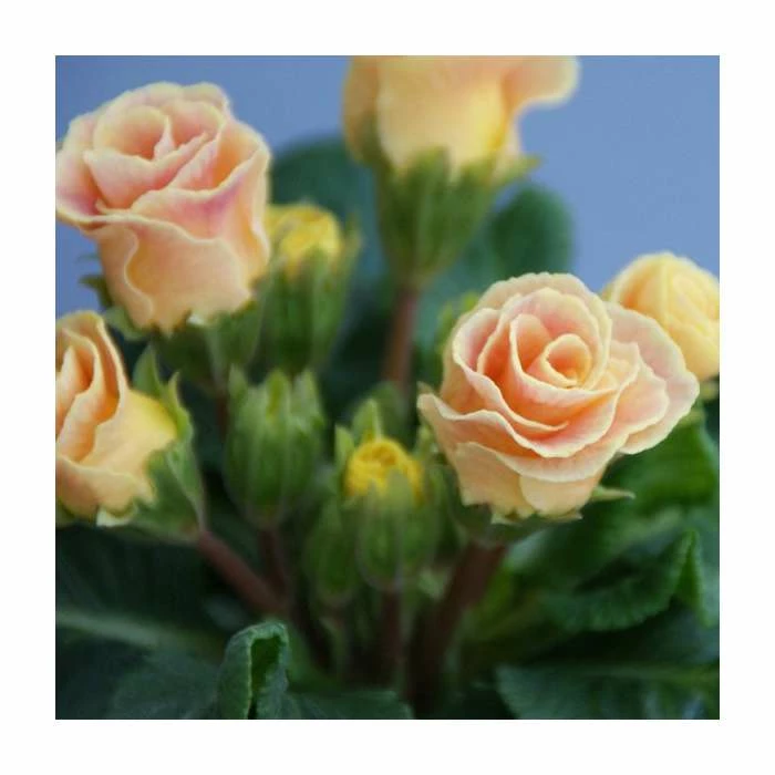 Primrose 'Bellerose' | Primula vulgaris | 10.5cm Pot 2 Primrose 'Bellerose' | Primula vulgaris | 10.5cm Pot - Image 2