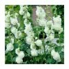 Alcea rosea 'Chaters Double White' | Hollyhock