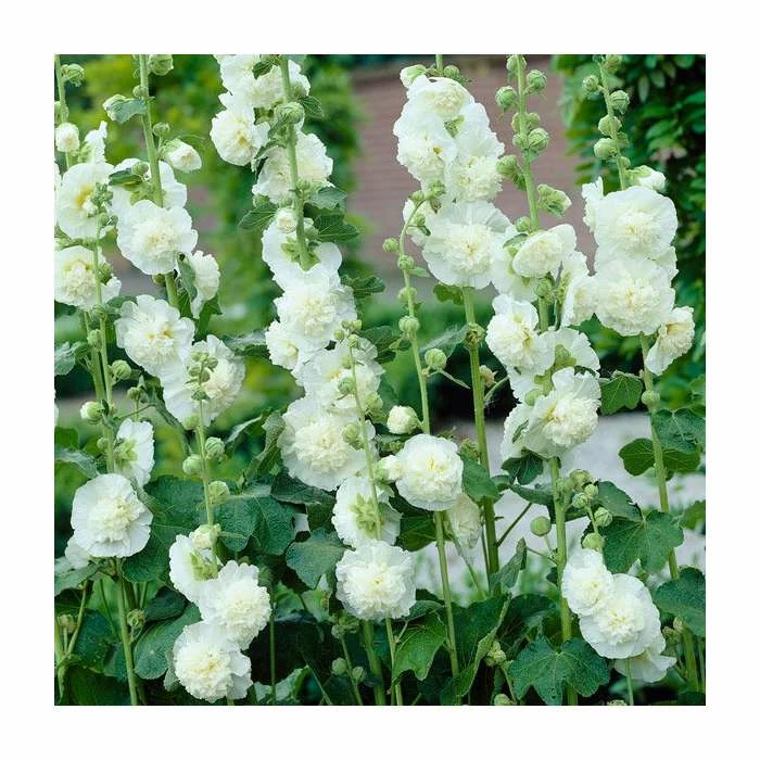 Alcea rosea 'Chaters Double White' | Hollyhock 1 Alcea rosea 'Chaters Double White' | Hollyhock