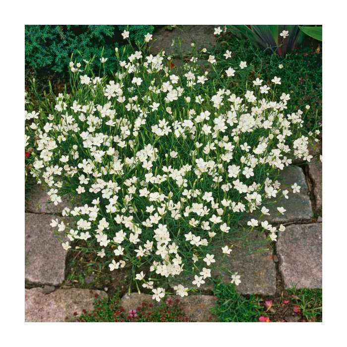 Dianthus deltoides 'Albus' | 2L Pot 1 Dianthus deltoides 'Albus' | 2L Pot