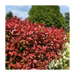 Photinia x fraseri 'Little Red Robin'