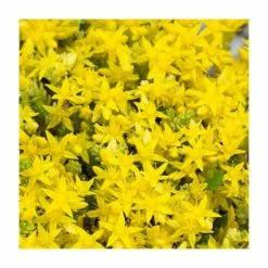 Sedum aurea 'Yellow' | 10.5cm Pot