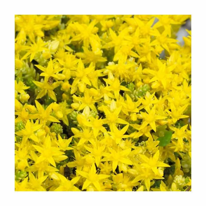 Sedum aurea 'Yellow' | 10.5cm Pot 1 Sedum aurea 'Yellow' | 10.5cm Pot