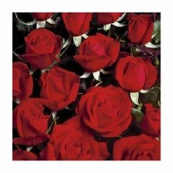 'Happy Ruby Wedding' Bush Rose - 5.5L Pot -August Plants Shop PL6121A add image 2 3311
