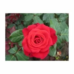 'Happy Ruby Wedding' Bush Rose - 5.5L Pot -August Plants Shop PL6121A add image 3 f513