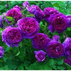 'Ebb Tide' Bush Rose - 4L Pot -August Plants Shop PL6125A add image 2 37cd