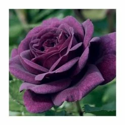 'Ebb Tide' Bush Rose - 4L Pot
